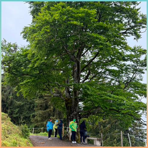 Baum
